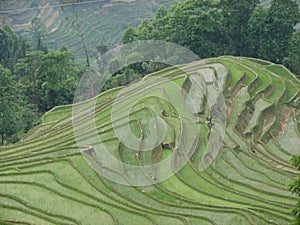 Rice terraces, Yuanyang, Yunnan, China