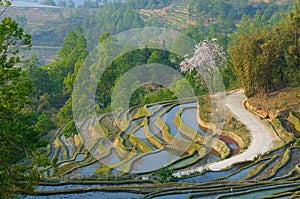 Rice terraces of yuanyang, yunnan, china