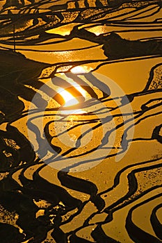 Rice terraces of yuanyang, yunnan, china