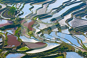 Rice terraces of yuanyang, yunnan, china