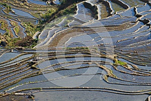 Rice terraces of Yunnan, China.