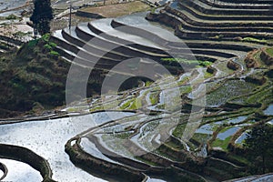 Rice terraces of Yunnan, China.