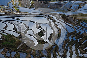 Rice terraces of Yunnan, China.