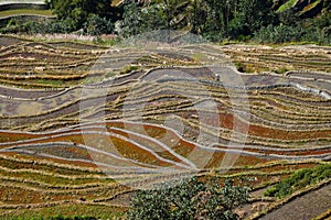 Rice terraces of Yunnan, China.