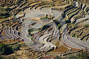 Rice terraces of Yunnan, China.