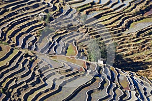 Rice terraces of Yunnan, China.