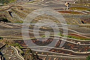 Rice terraces of Yunnan, China.