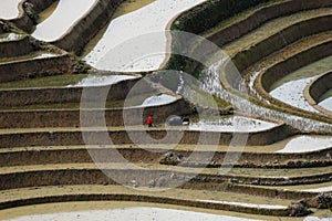 Rice terraces of Yunnan, China.