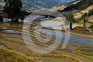 Rice terraces of Yunnan, China.