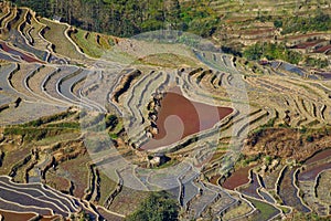 Rice terraces of Yunnan, China.