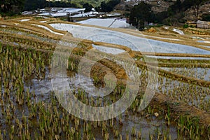 Rice terraces of Yunnan, China.