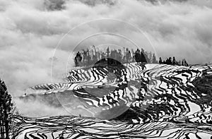 Rice terraces of Yunnan province amid the scenic morning fog.