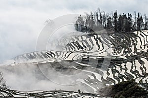 Rice terraces of Yunnan province amid the scenic morning fog.
