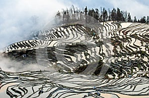 Rice terraces of Yunnan province amid the scenic morning fog.