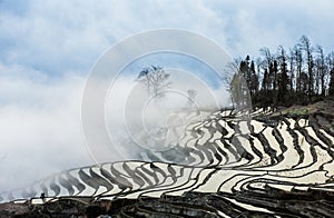 Rice terraces of Yunnan province amid the scenic morning fog.