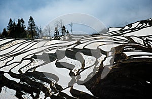 Rice terraces of Yunnan province amid the scenic morning fog.