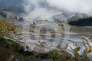 Rice terraces of Yunnan at sunrise with fog, China.