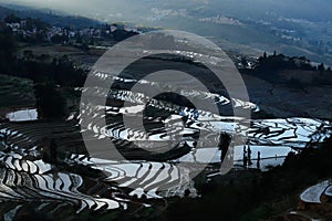 Rice terraces of Yunnan at sunset, China.