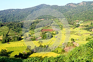 Rice terracs in the plateau.