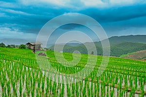 Rice terrance In green season Chiangmai Thailand
