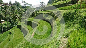 Rice terrasses bali