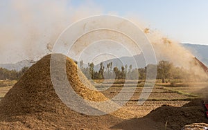 Rice thresher machine threshing the rice crop flowing away the rice straw which will be later used for animal feed