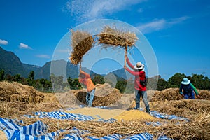 Traditional way of asian people for threshing the rice straw