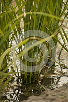 Rice tillers at nursery stage in field filled with water