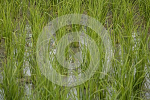 Rice tillers at nursery stage in field filled with water photo