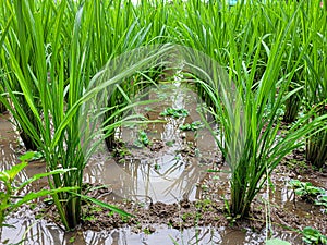 Rice tillers Rice stems that emerge photo