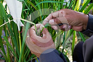 Rice transgenic