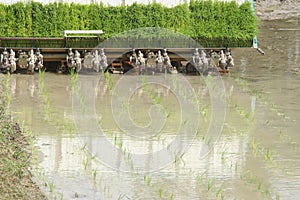 Rice Transplanter Machine in the Field