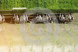 Rice Transplanter Machine Operating in the Field