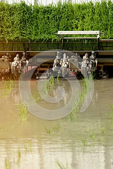 Rice Transplanter Machine Operating in the Field