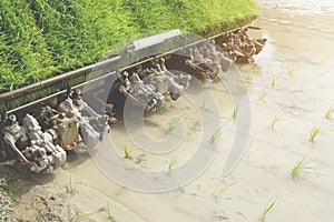 Rice Transplanter Machine Operating in the Field