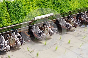 Rice transplanter machine.