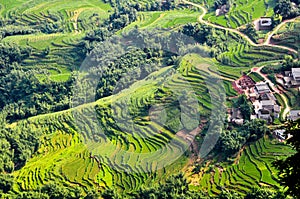 Rice transplanting