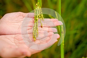 Rice tree on both hand