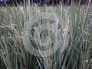 Rice tree in village feld