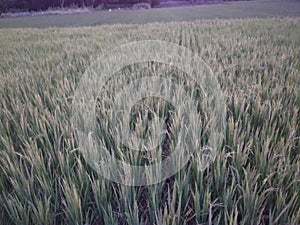 Rice tree in village feld