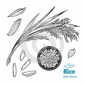 Rice vector hand drawn illustration