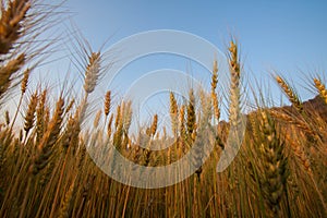 Rice view in Chaing Mai