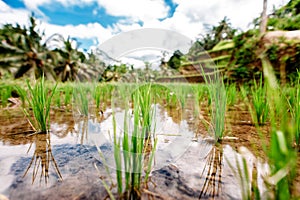 Rice in water on rice terraces, Ubud, Bali, Indonesia. Green rice field close up.