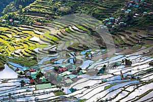 Rice and water on terraces, Ifugao rice terraces in Batad, Philippines