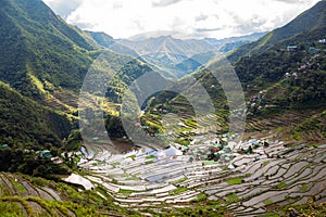 Rice and water on terraces, world heritage Ifugao rice terraces in Batad