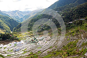 Rice and water on terraces, world heritage Ifugao rice terraces in Batad