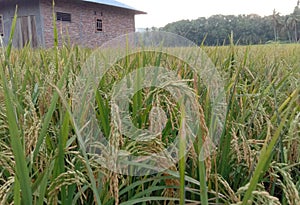 Rice which has the properties the Elder they sower