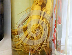 Rice wine soaked with mandrakes and snakes