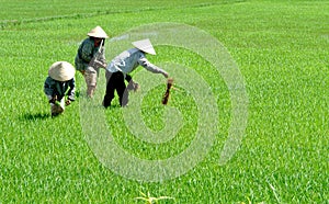 Rice workers