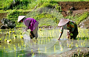 Rice-workers in Indonesia photo